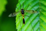 Nephrotoma crocata(♂)