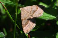 Scotopteryx chenopodiata