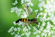 Nephrotoma crocata(♀)