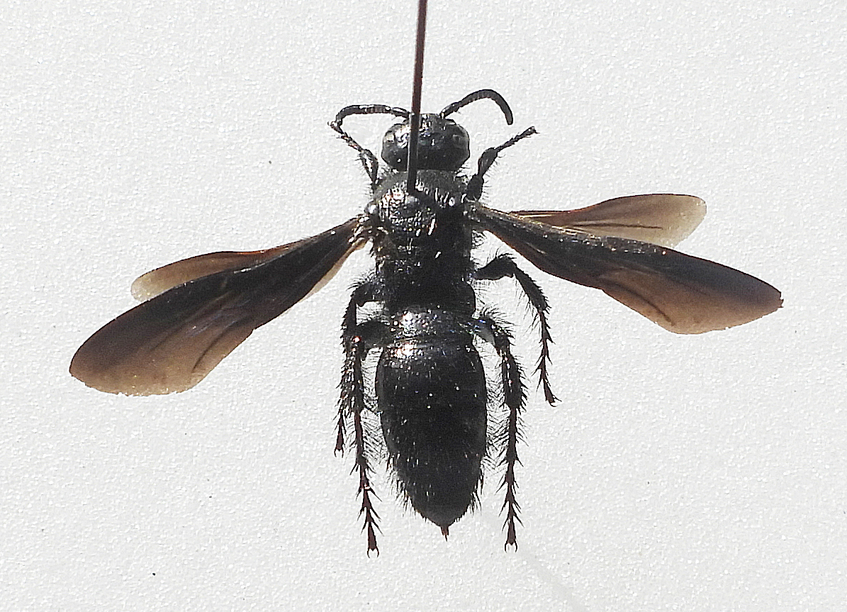Scolia carbonaria(2025/H1133; ♀)