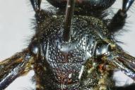 Scolia carbonaria(2025/1133; ♀)