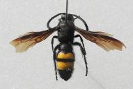 Scolia hirta hirta(2025/H1130; ♂)