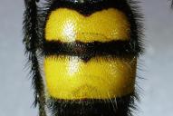 Scolia hirta hirta(2025/H1130; ♂)