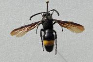 Scolia hirta unifasciata(2025/H1132; ♂)