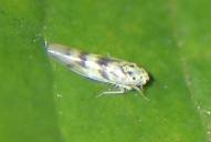 Linnavuoriana sexmaculata