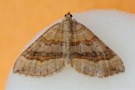 Scotopteryx chenopodiata