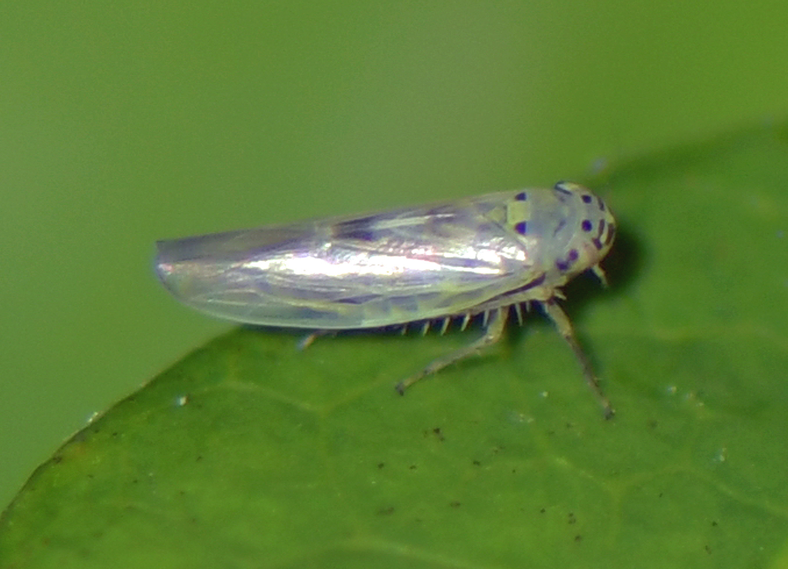 Macrosteles laevis(cf)