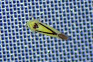 Edwardsiana geometrica