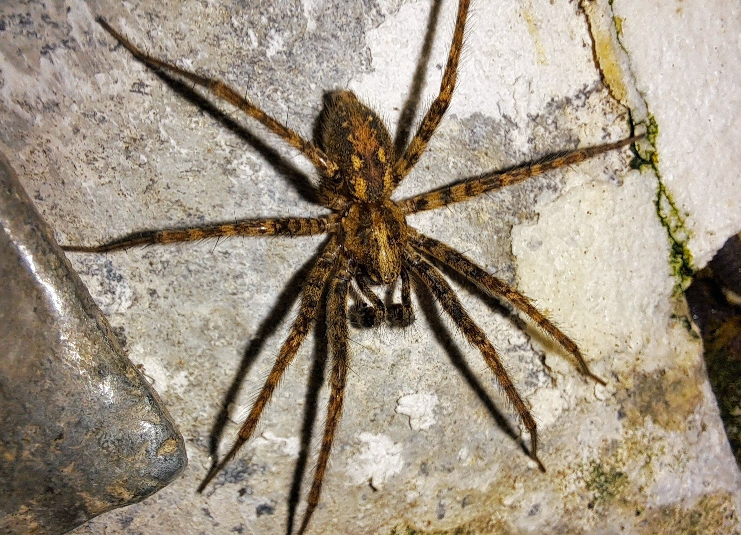 Tegenaria ferruginea