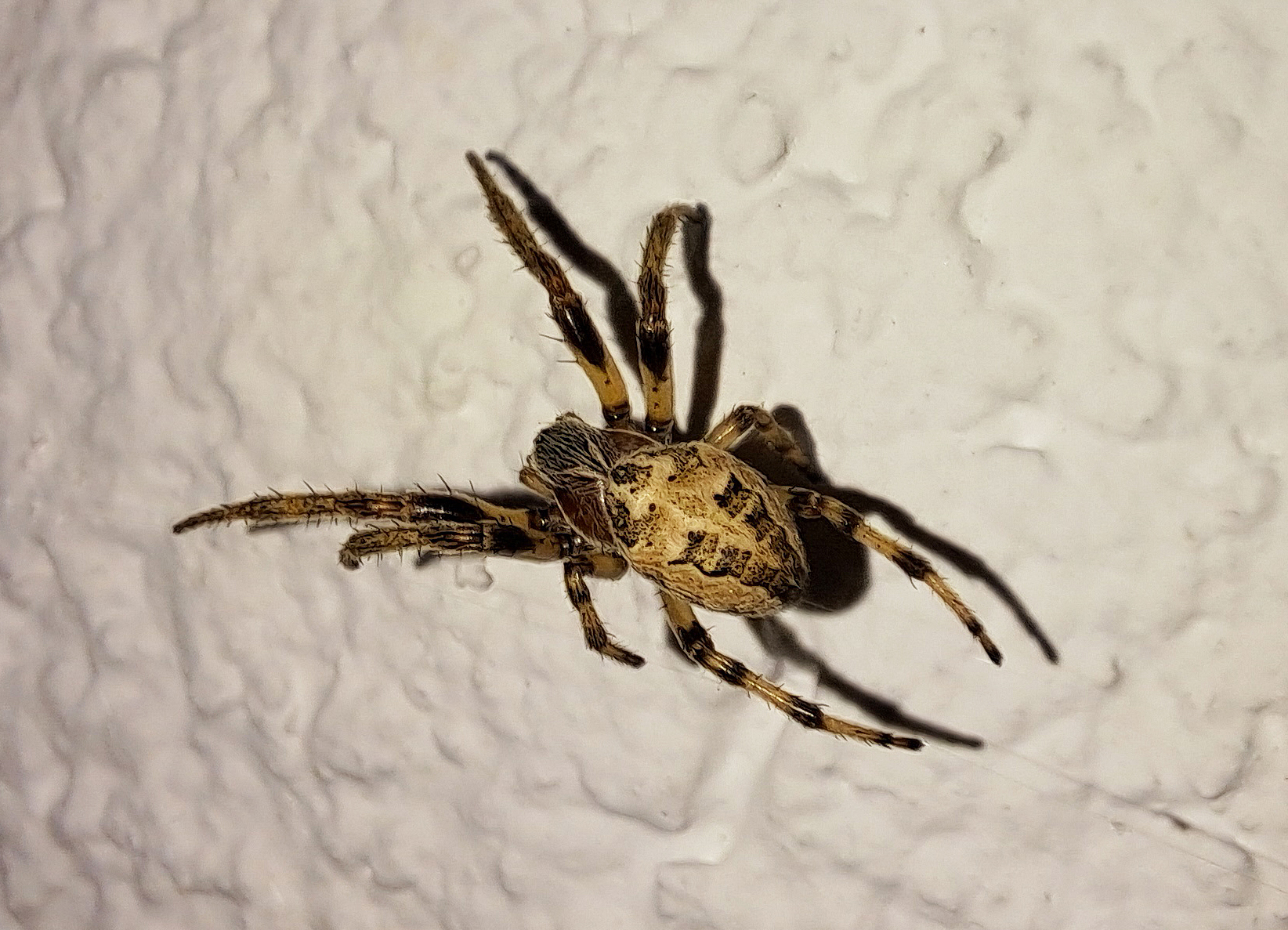 Larinioides cornutus