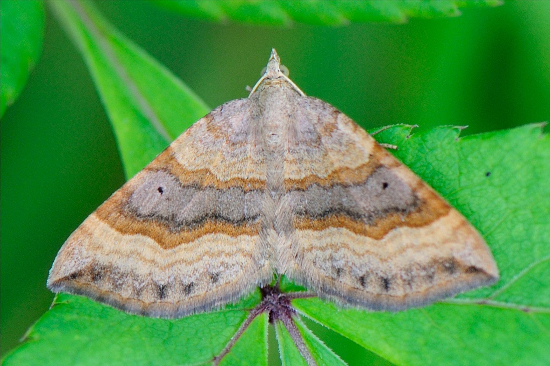 Scotopteryx chenopodiata