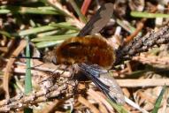 Bombylius major(♂)