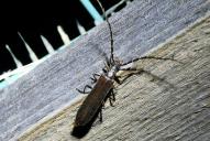 Calopus serraticornis