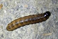 Apamea monoglypha (Raupe)(Raupe)