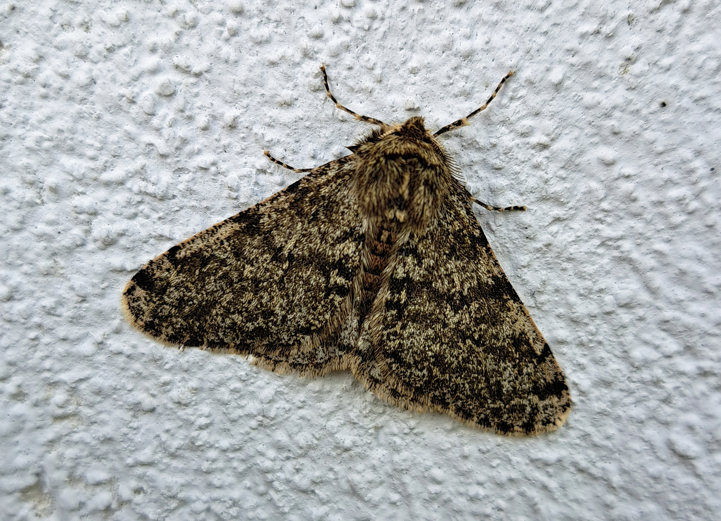 Phigalia pilosaria(♂)