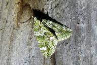 Chloroclysta siterata