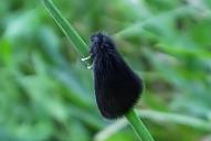 Epichnopterix plumella(♂, cf)