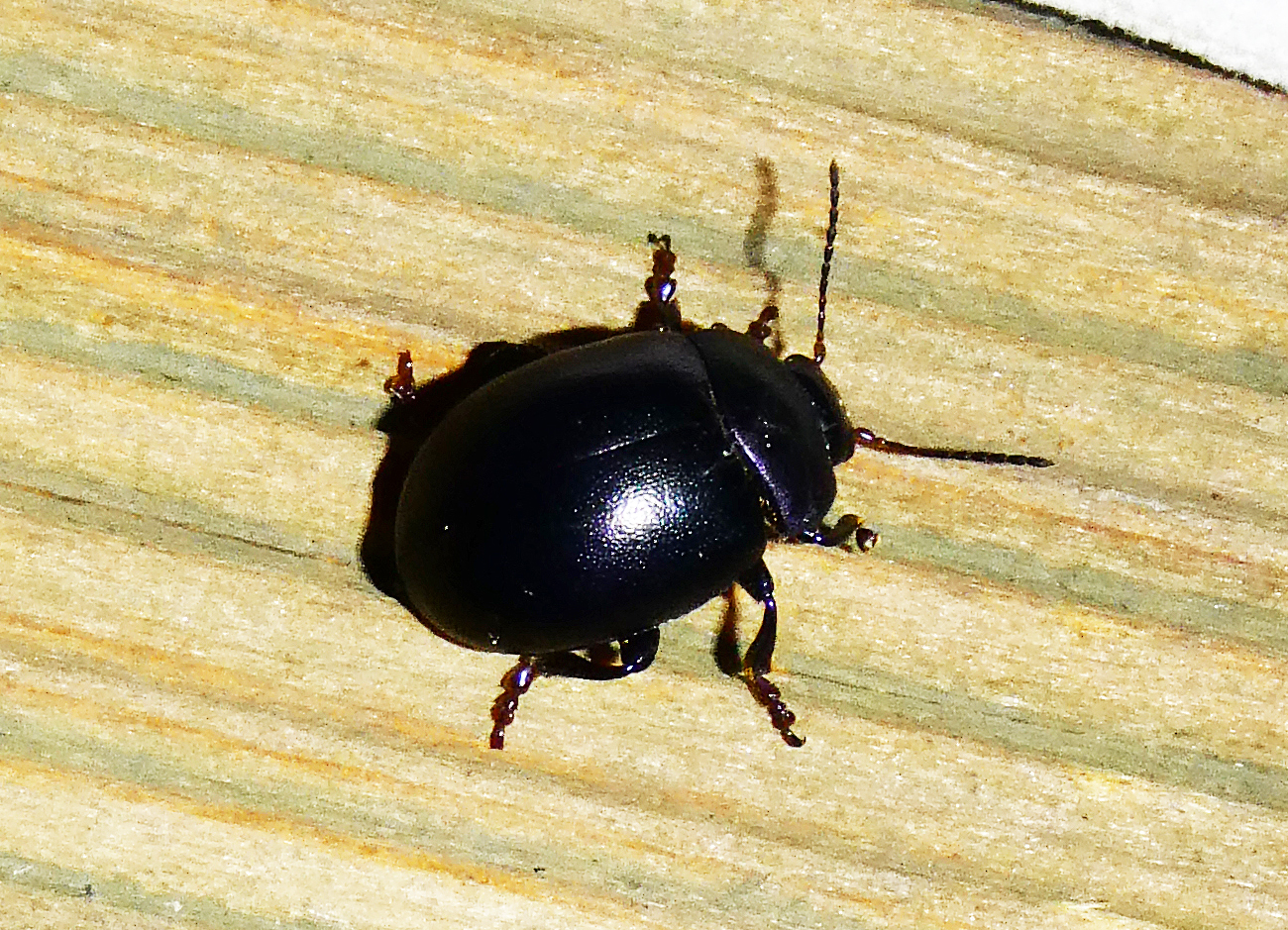 Chrysolina sturmi