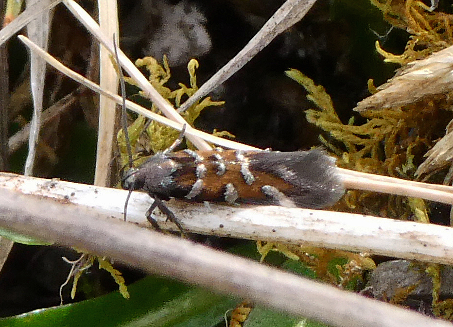 Pancalia schwarzella(♂)