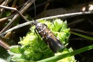 Pancalia schwarzella(♂)
