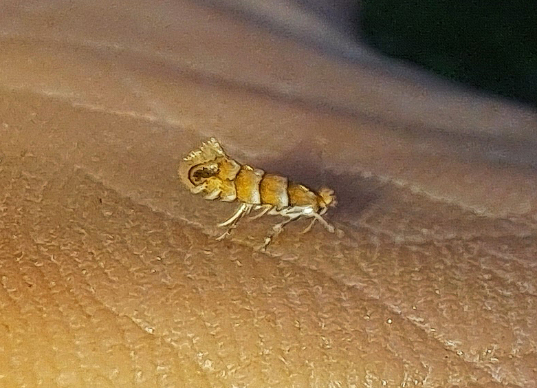 Phyllonorycter nicellii