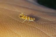 Phyllonorycter nicellii