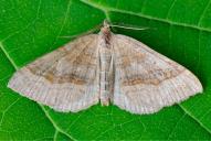 Scotopteryx chenopodiata