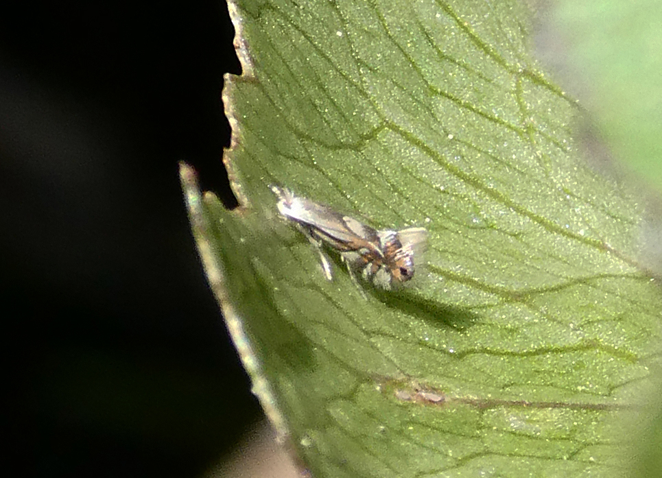 Phyllonorycter rajella