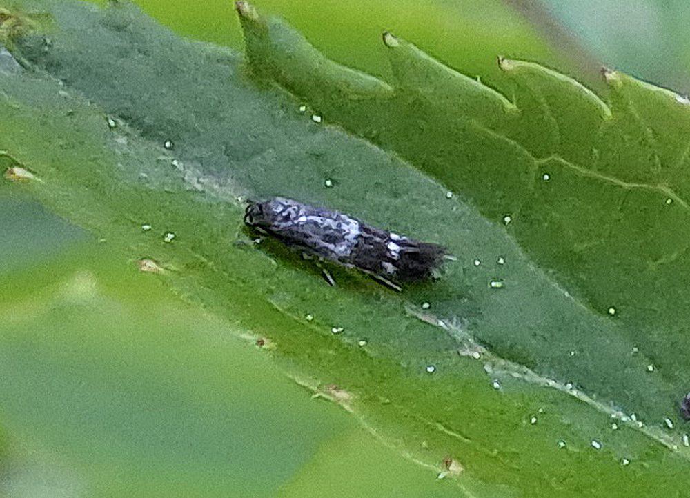 Elachista freyerella