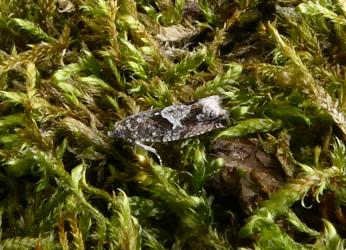 Epinotia immundana
