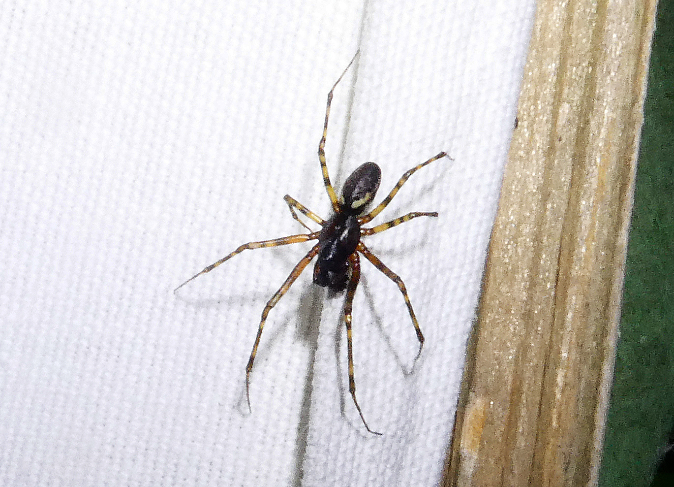 Neriene montana(♂)