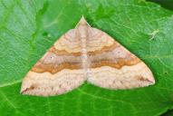 Scotopteryx chenopodiata