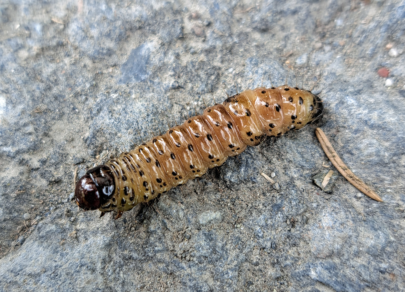 Apamea monoglypha (Raupe)