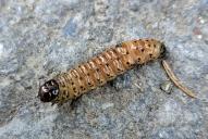 Apamea monoglypha (Raupe)