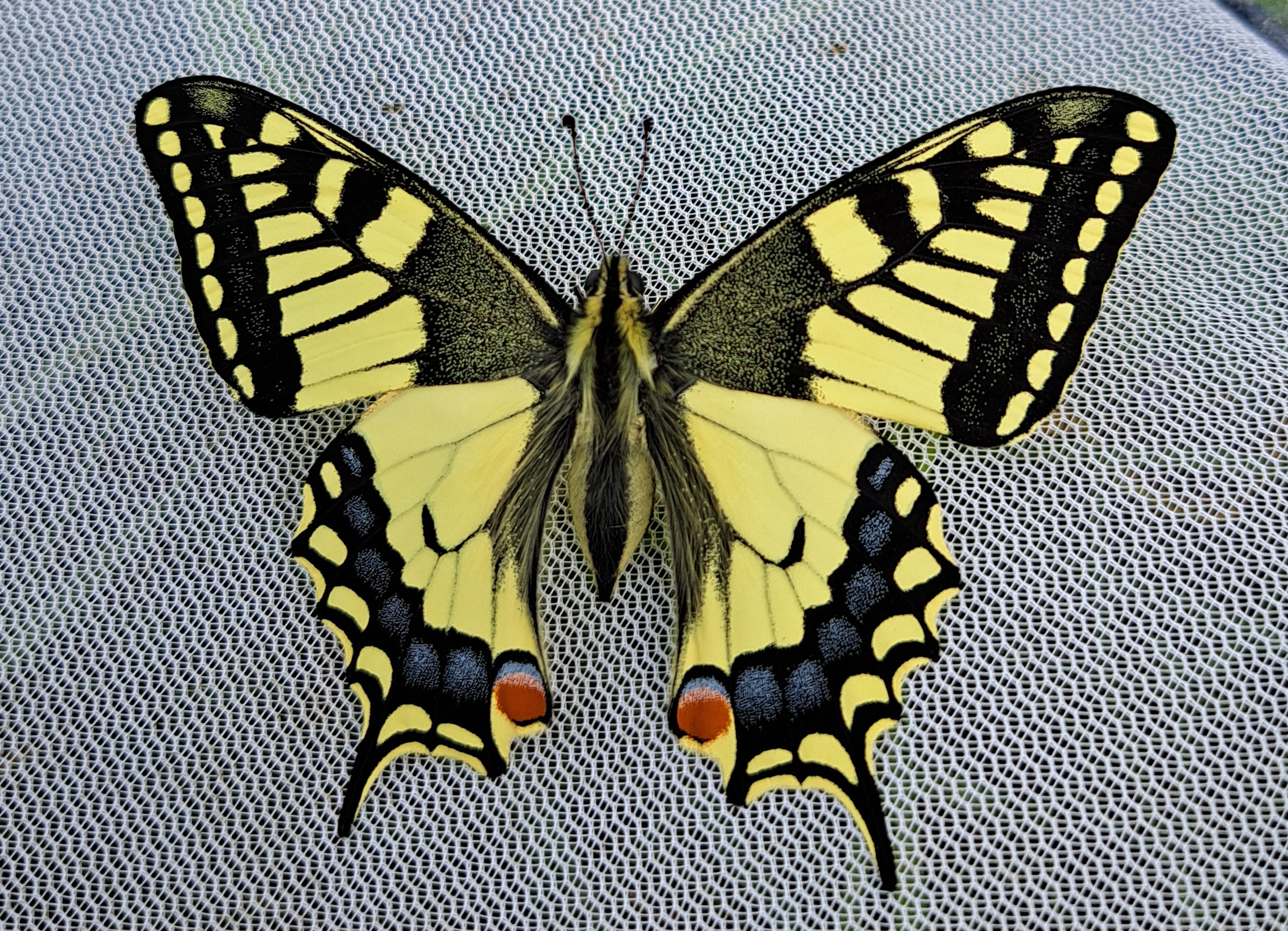 Papilio machaon(aus Zucht)