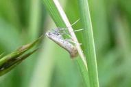 Aspilapteryx tringipennella(cf)