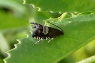 Grapholita compositella