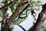 Aporia crataegi(Puppe)