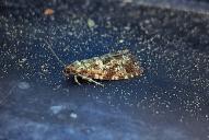 Pseudohermenias abietana