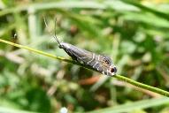 Glyphipterix thrasonella