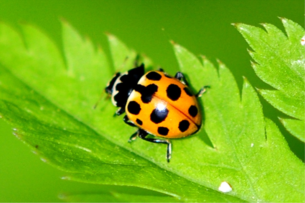 Ceratomegilla (Hippodamia) notata