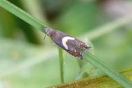 Dichrorampha petiverella