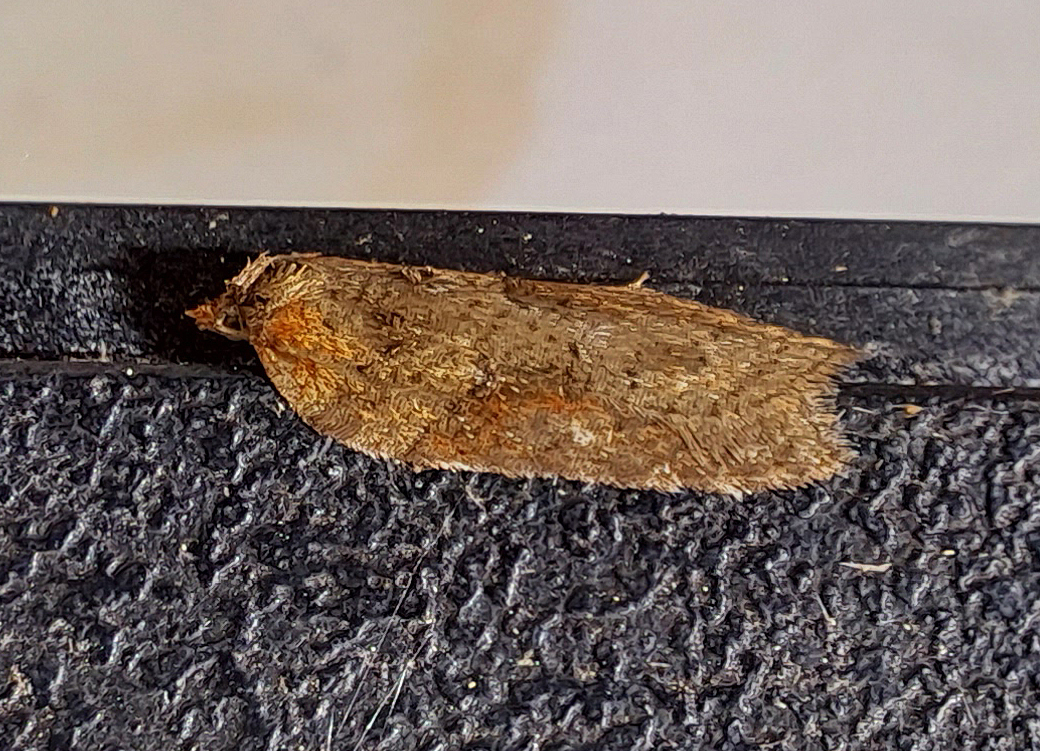 Acleris hastinana