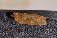 Acleris hastinana