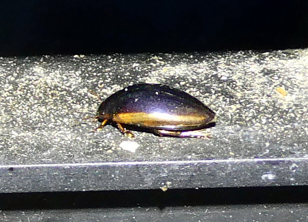 Ilybius fuliginosus