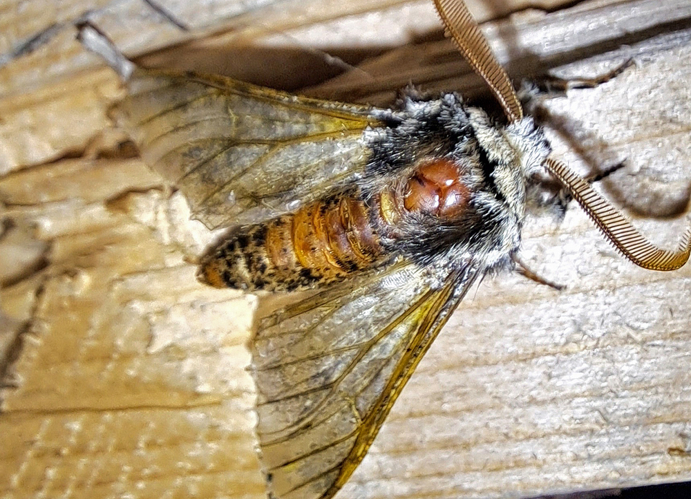 Apocheima hispidaria(♂, stark verwaschen)