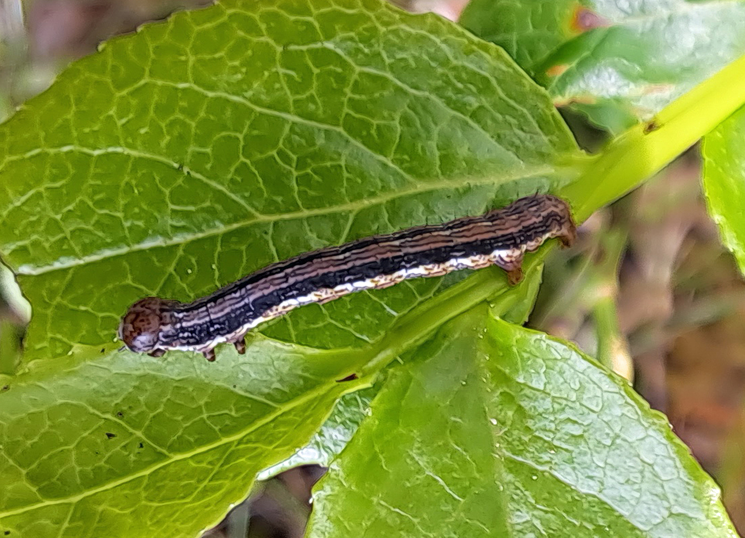 Macaria (Speranza) brunneata (Raupe)