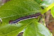 Macaria (Speranza) brunneata (Raupe)