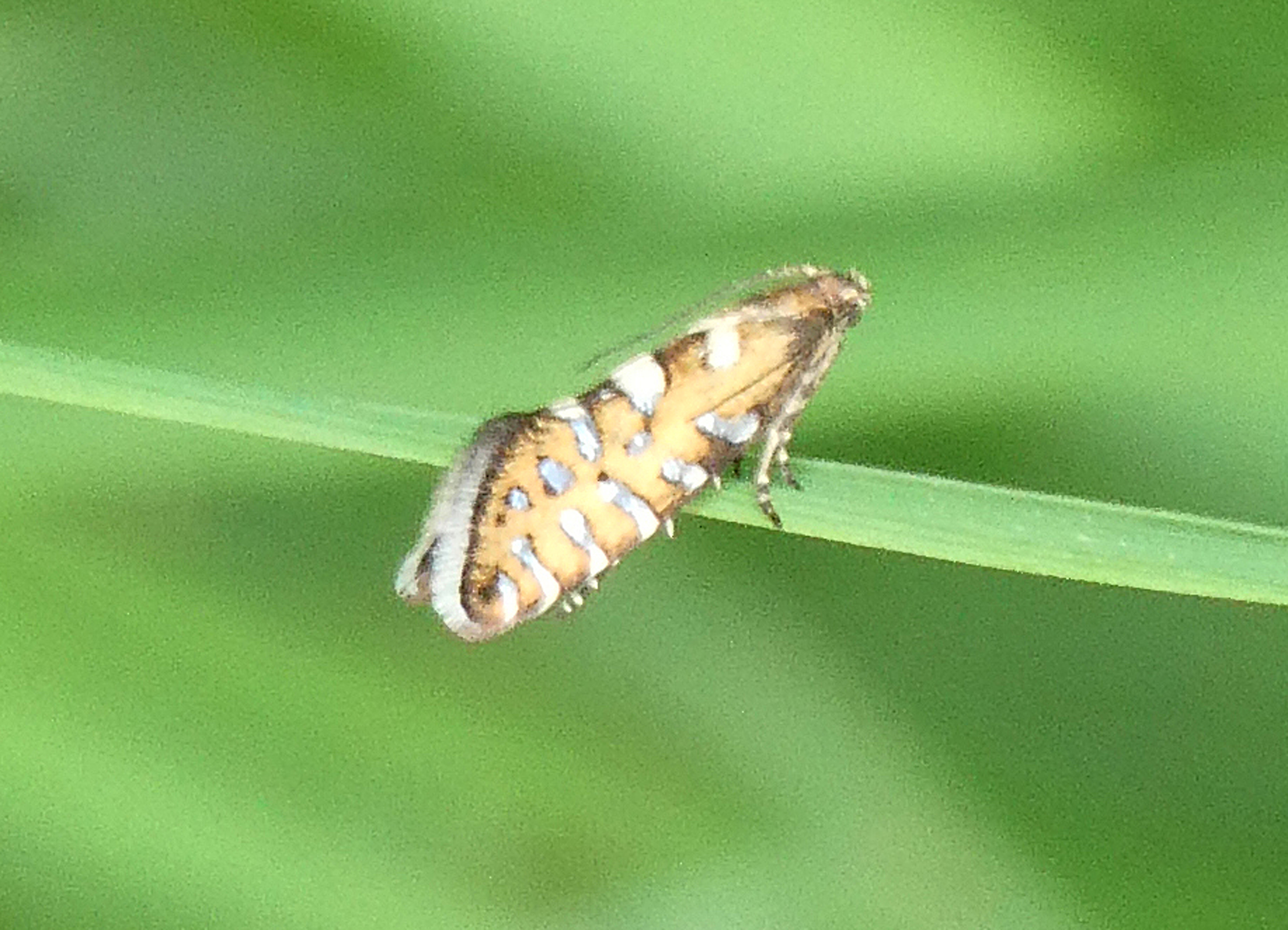 Glyphipterix bergstraesserella