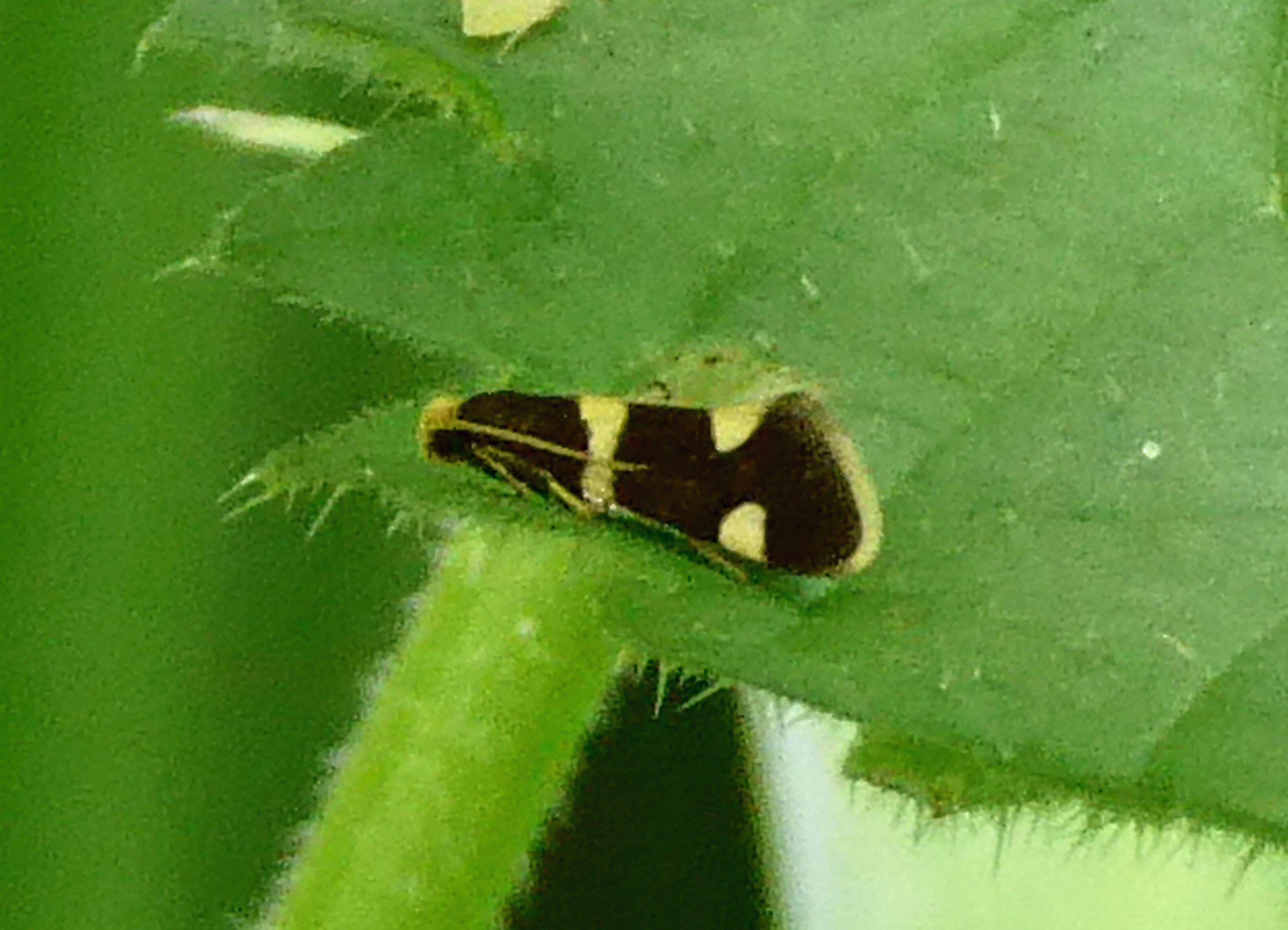 Incurvaria praelatella